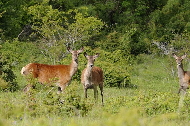 pomellatura nei cerbiatti